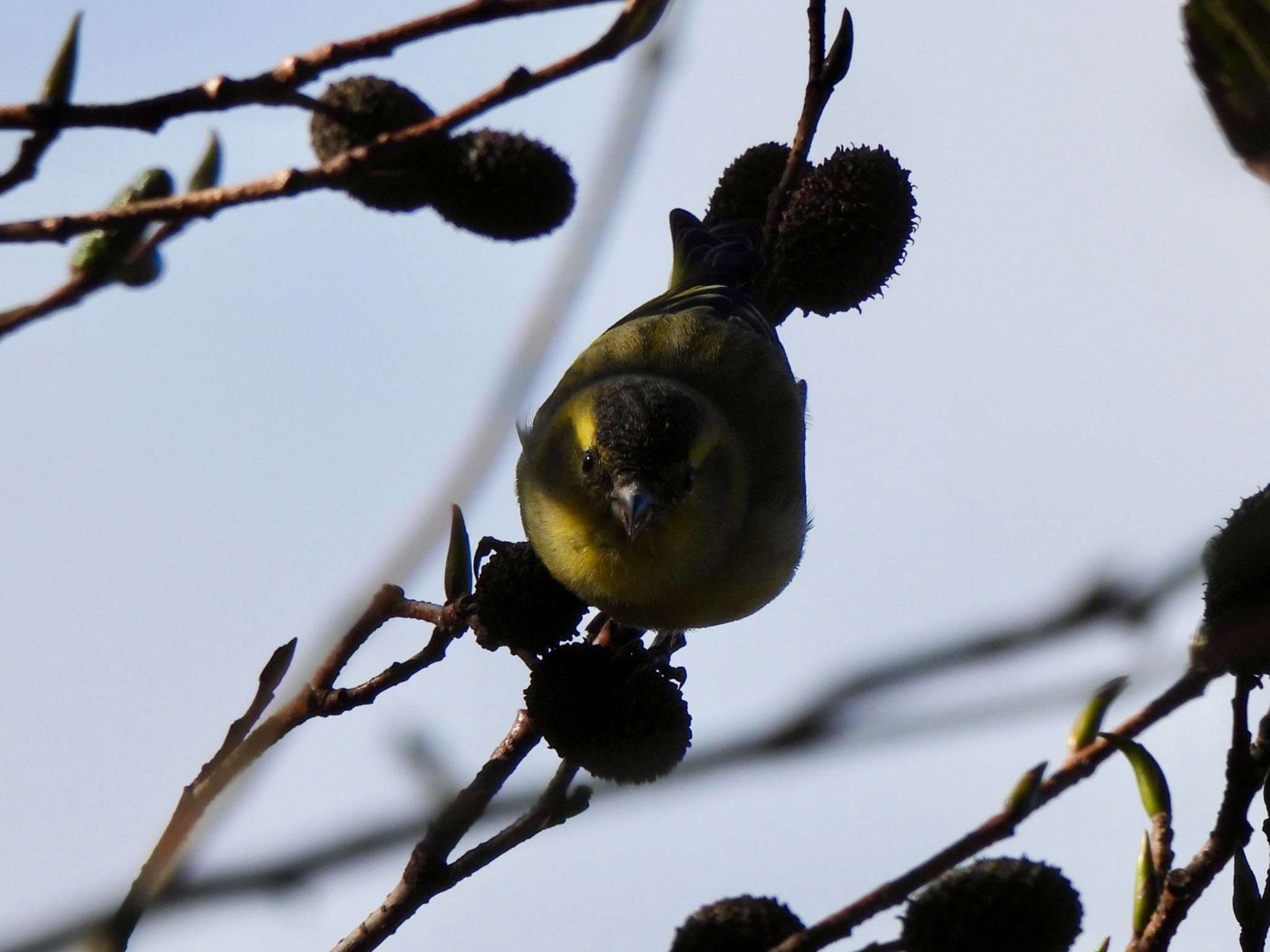 Eurasian Siskin