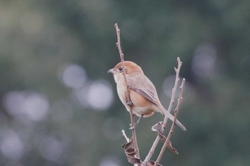 モズ 野川 2023年11月12日(日)