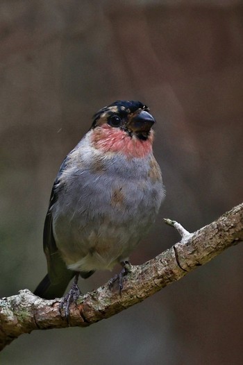 Eurasian Bullfinch Okuniwaso(Mt. Fuji) Mon, 11/6/2023