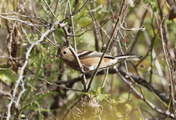 Siberian Long-tailed Rosefinch 和歌山市 Tue, 11/14/2023