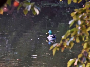 Mallard Mine Park Sun, 11/5/2023