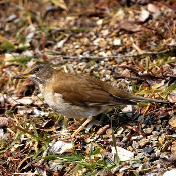 Pale Thrush 根尾川 Wed, 2/11/2015