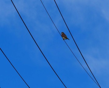 Common Kestrel 小淵沢 Sat, 11/11/2023