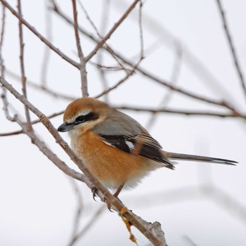 Bull-headed Shrike 根尾川 Wed, 2/11/2015