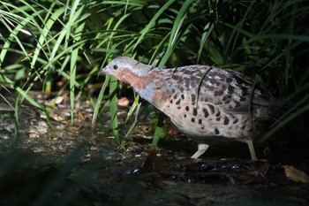 コジュケイ 黒川清流公園 2023年11月14日(火)