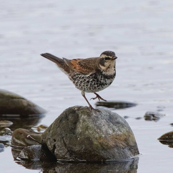 Dusky Thrush 根尾川 Wed, 2/11/2015