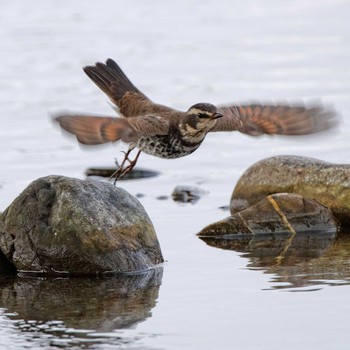 Dusky Thrush 根尾川 Wed, 2/11/2015