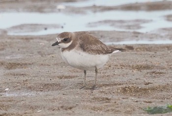 Siberian Sand Plover Gonushi Coast Sat, 11/11/2023