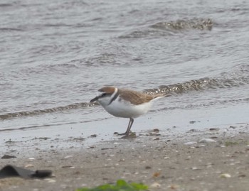 Kentish Plover Gonushi Coast Sat, 11/11/2023