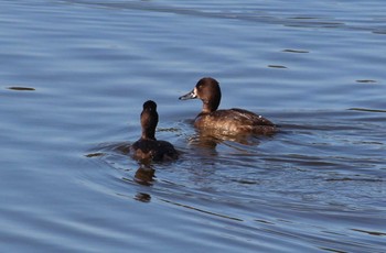 スズガモ 葛西臨海公園 2023年11月14日(火)