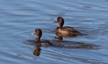 スズガモ 葛西臨海公園 2023年11月14日(火)