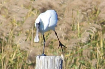 クロツラヘラサギ 葛西臨海公園 2023年11月14日(火)