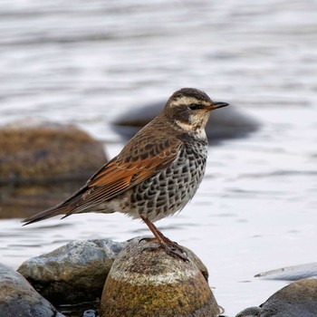 Dusky Thrush 根尾川 Wed, 2/11/2015