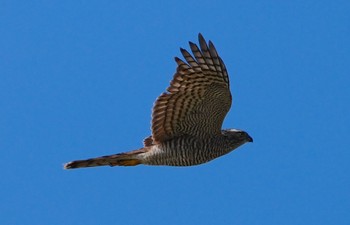 2023年11月14日(火) 万代池の野鳥観察記録