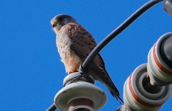 2023年11月14日(火) 恩智川治水緑地の野鳥観察記録