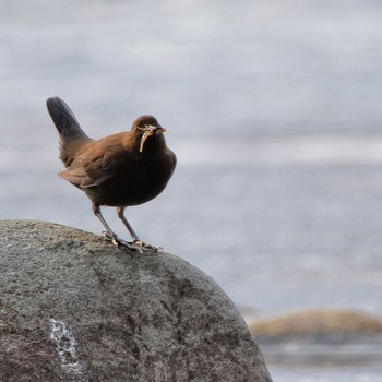 Brown Dipper 根尾川 Wed, 2/11/2015