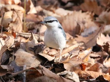 ゴジュウカラ 青葉公園(千歳市) 2023年11月14日(火)