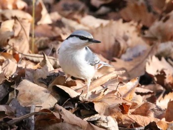 ゴジュウカラ 青葉公園(千歳市) 2023年11月14日(火)