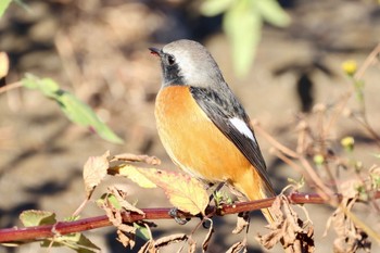 ジョウビタキ 場所が不明 2023年11月14日(火)