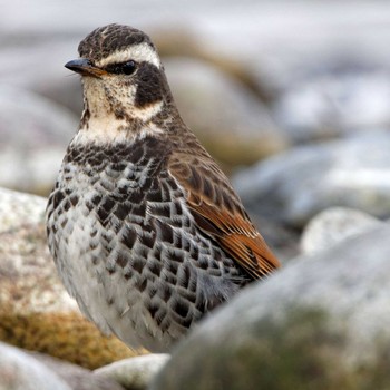 Dusky Thrush 根尾川 Wed, 2/11/2015