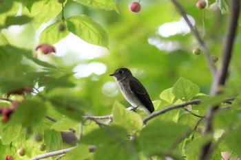 Dark-sided Flycatcher 室蘭 Sat, 9/16/2023