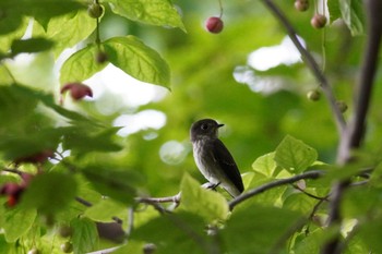 Dark-sided Flycatcher 室蘭 Sat, 9/16/2023