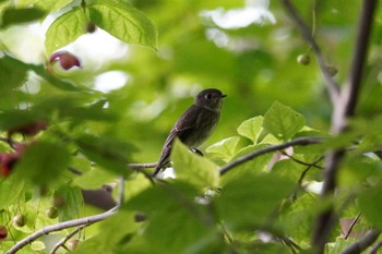 Dark-sided Flycatcher 室蘭 Sat, 9/16/2023