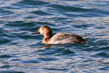 Common Pochard 中禅寺湖 Tue, 11/14/2023