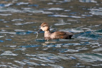 Gadwall 中禅寺湖 Tue, 11/14/2023