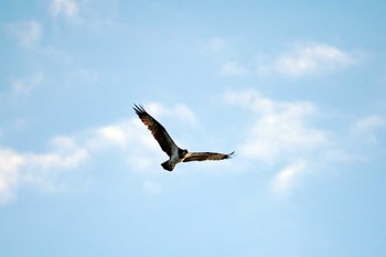 Osprey 海の公園 Tue, 11/14/2023