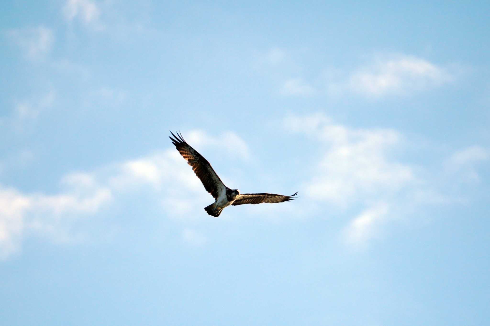 Photo of Osprey at 海の公園 by sinbesax