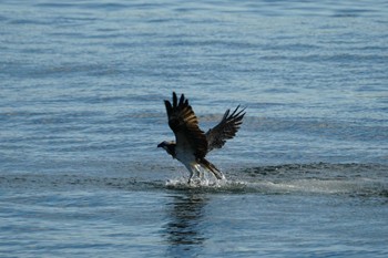 Osprey 海の公園 Tue, 11/14/2023