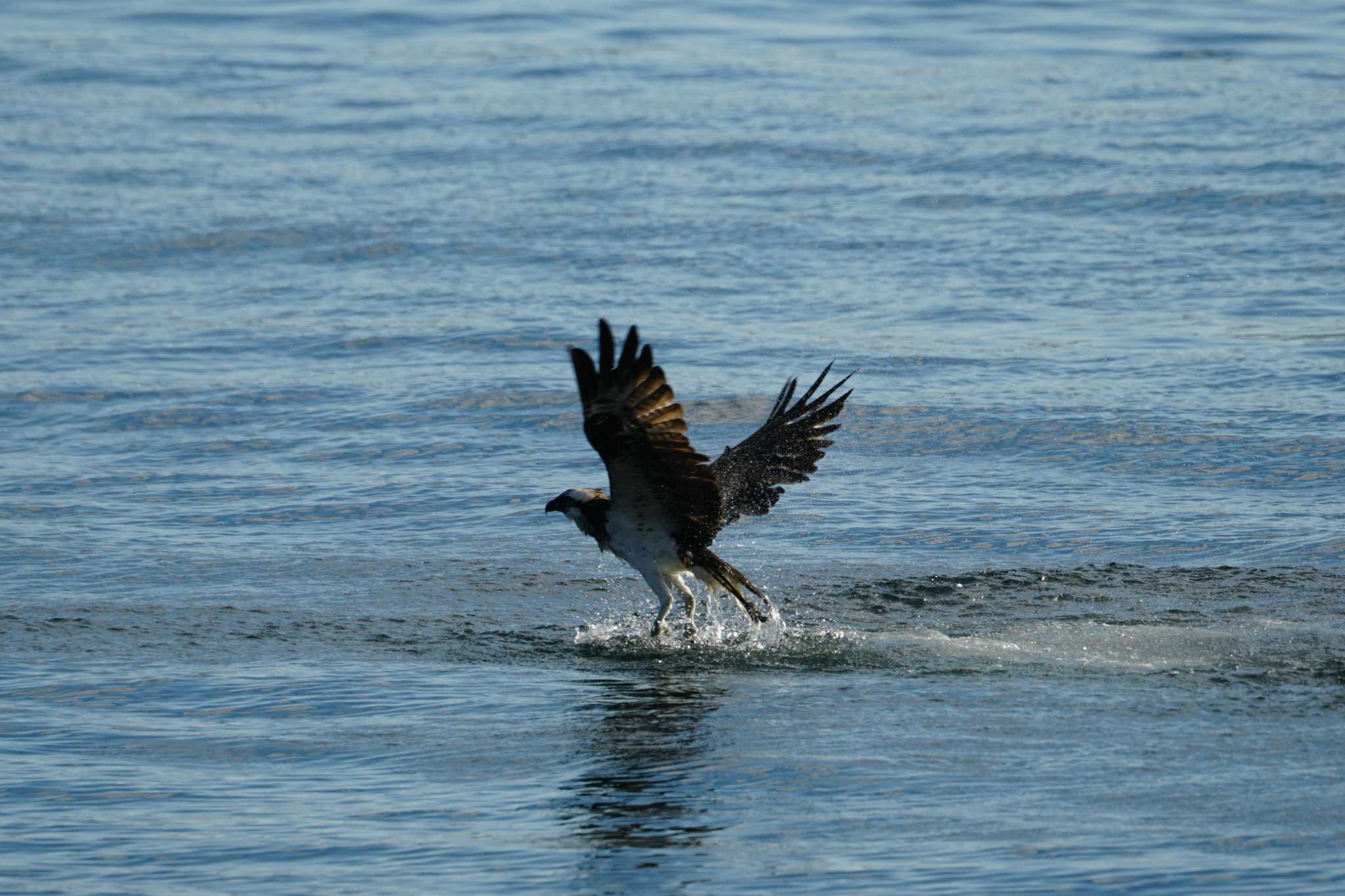Photo of Osprey at 海の公園 by sinbesax
