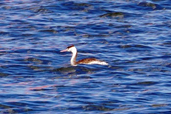 Great Crested Grebe 杉田臨海緑地 Tue, 11/14/2023