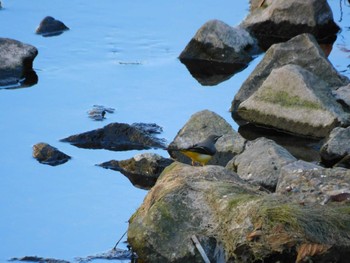 2023年11月14日(火) 平和の森公園、妙正寺川の野鳥観察記録