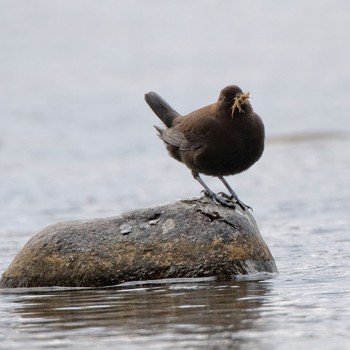 Brown Dipper 根尾川 Wed, 2/11/2015