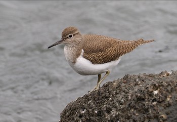 イソシギ 東京港野鳥公園 2023年11月12日(日)