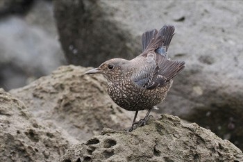 イソヒヨドリ 東京港野鳥公園 2023年11月12日(日)