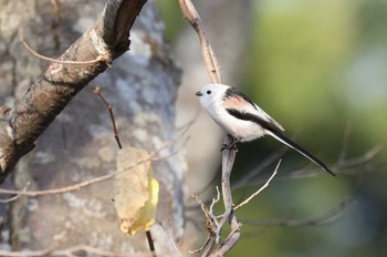 Long-tailed tit(japonicus) 北海道 函館市 東山 Tue, 11/14/2023