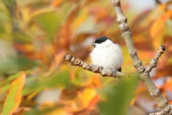 ハシブトガラ 北海道 函館市 東山 2023年11月14日(火)