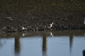 Common Greenshank Isanuma Sat, 10/14/2023