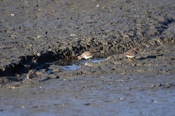 Temminck's Stint Isanuma Sat, 10/14/2023