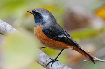 2023年11月12日(日) 愛知県緑化センター 昭和の森の野鳥観察記録