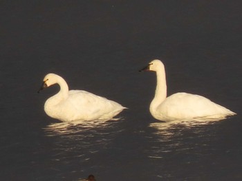 2023年11月13日(月) 伊豆沼の野鳥観察記録