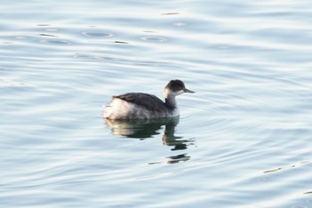 Black-necked Grebe 狭山湖 Tue, 11/14/2023