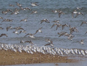 2023年11月11日(土) 安濃川河口の野鳥観察記録