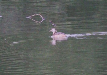 2023年11月12日(日) 黒廻間池(知多市)の野鳥観察記録