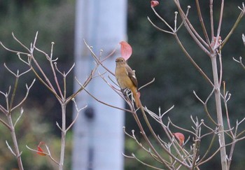 Sun, 11/12/2023 Birding report at 自宅近辺