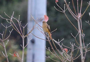 2023年11月12日(日) 自宅近辺の野鳥観察記録