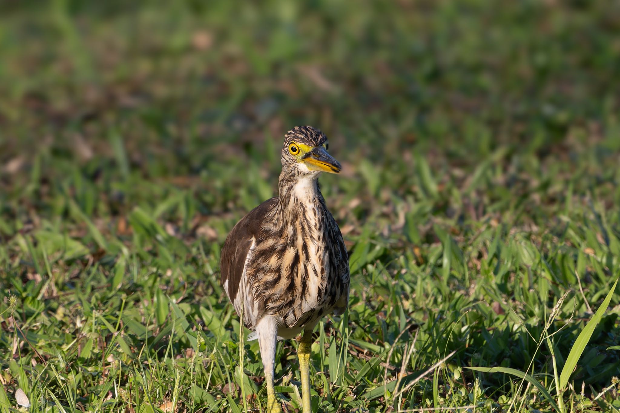 Photo of Chinese Pond Heron at 雲南省 by ぽちゃっこ